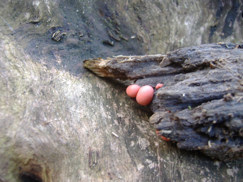 Lycogala epidendrum